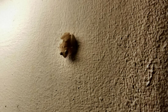 Krawallzwerg (oder auch Pfeiffrosch)