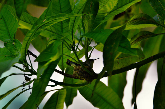 Der Zwergkolibri passt samt seinem Nest in einen Eierbecher!