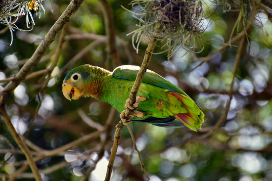 Jamaica-Amazone, endemisch auf der Insel