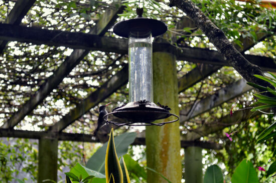 Junger Doctor Bird an einer Futterstation an unserer Terrasse