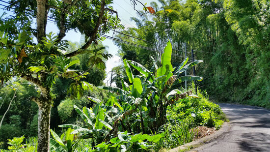 Eine der besseren Straßen im Cockpit Country