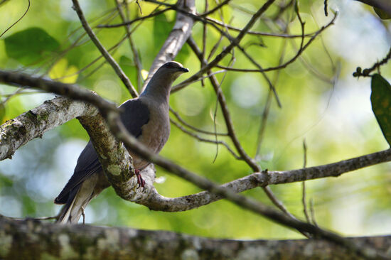 Karibentaube - kommt ausschließlich auf Jamaica vor