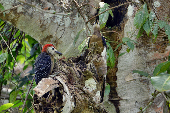 Ein Pärchen Jamaika-Spechte am Eingang ihrer Nisthöhle (ja, es ist ein Paar, genau hinsehen!)