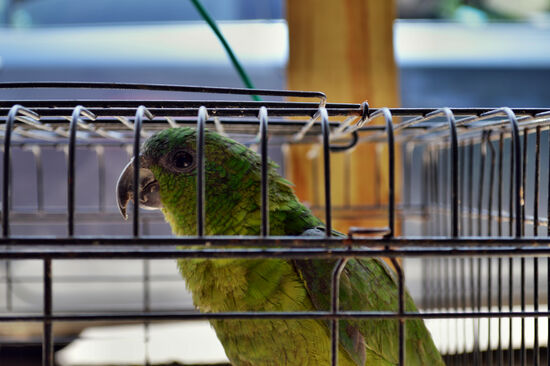 Noch im Käfig - diese illegal gefangene und befreite Rotspiegel-Amazone wird auf die Freilassung vorbereitet