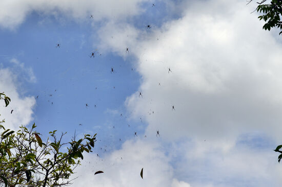 Spiders' Paradise...