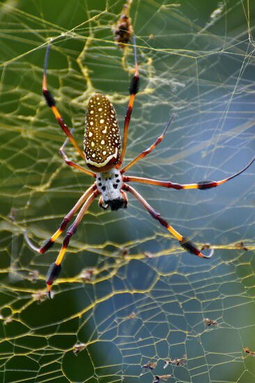 Goldene Seidenspinne