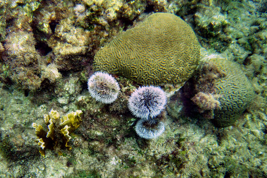 Korallen und Seeigel