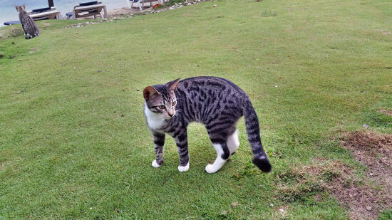 Hoteleigene Katzengeschwister