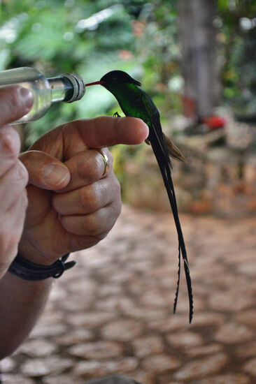 Doctor Bird beim Imbiss