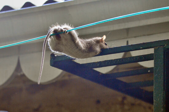 Einfach mal durchhängen...