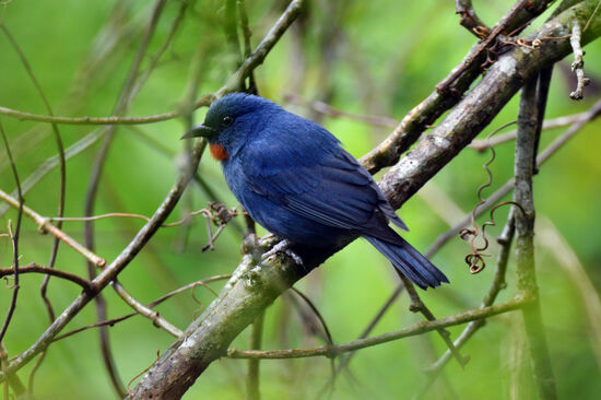 Braunlatz-Ammerfink, eine der vielen auf Jamaica endemischen Vogelarten