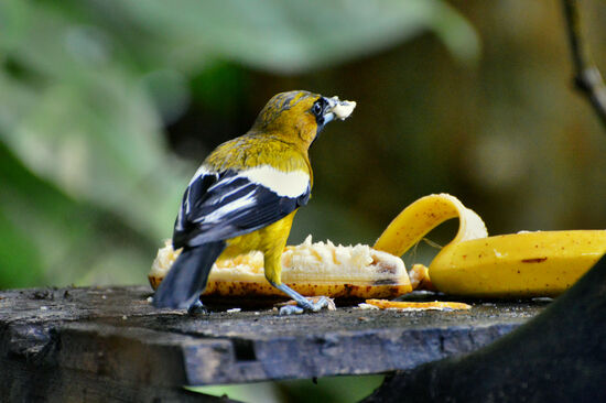 Bananenfreund (Jamaica-Trupial)