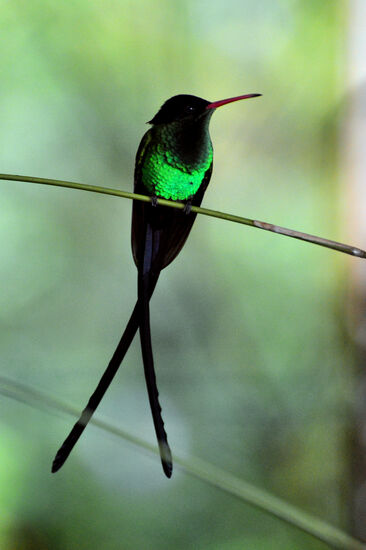 Wimpelschwanz-Kolibri, auch Doctor Bird genannt, der Nationalvogel Jamaicas