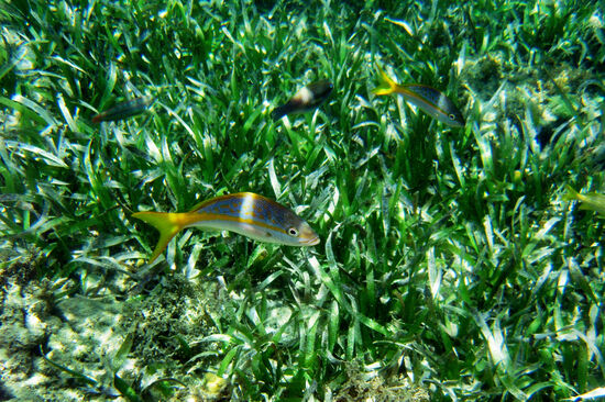 Bunte Unterwasserwelt