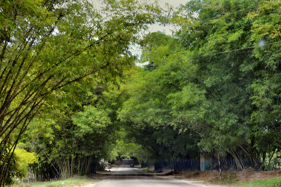 Ein Tunnel aus Bambus - Bamboo Avenue