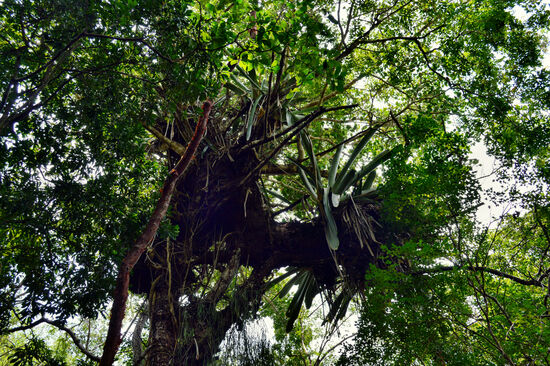 Termitenstadt hoch in den Bäumen