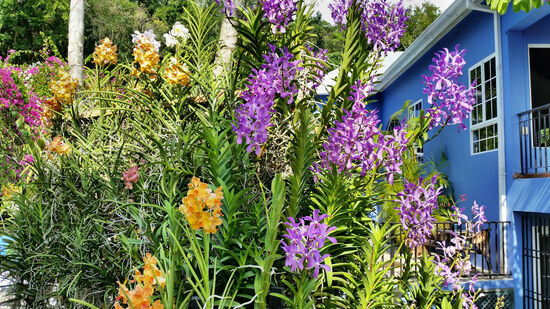 Am Blue House wuchern die Orchideen