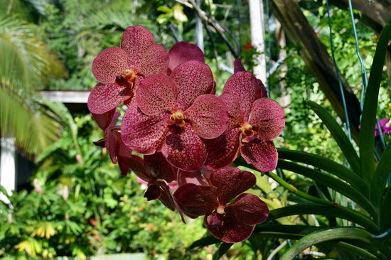 Eine von Elises Schönheiten