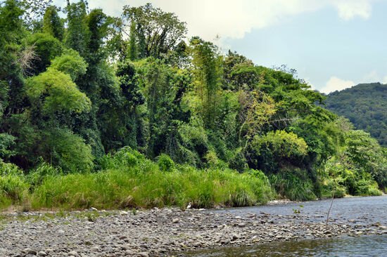 Reiher am Rio Grande