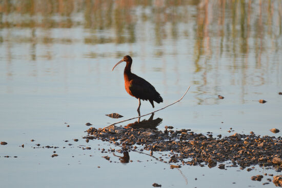 Brauner Sichler im Morgenlicht