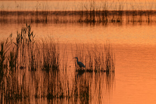 Morgendliche Jagd am See