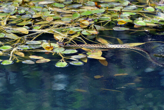 Vierstreifennatter auf Froschjagd