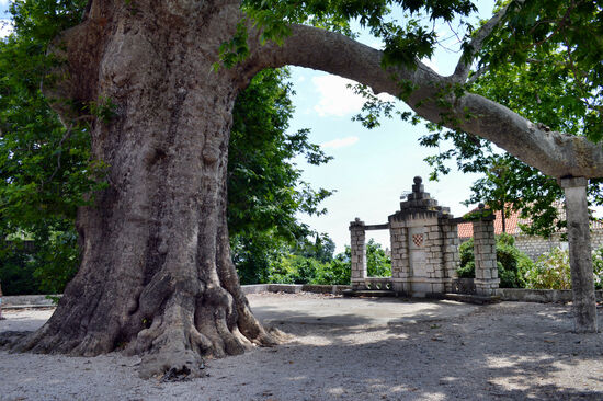 Eine der beiden riesigen Platanen oberhalb des Arboretums