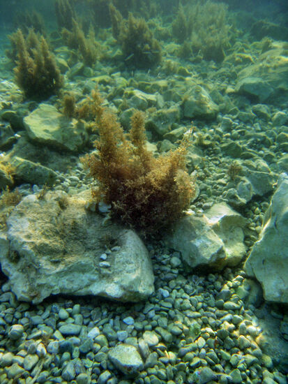 Unterwasserwelt vor Neum