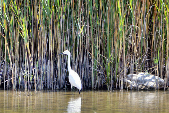 Seidenreiher am Vraner See