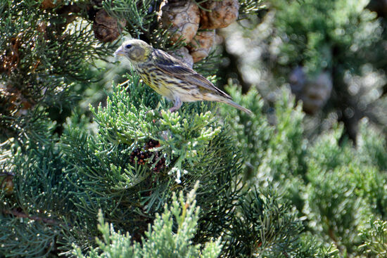 Girlitz am Vraner See