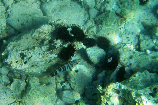 Stachlige Nachbarschaft