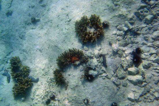 Seestern in kleinen Korallen