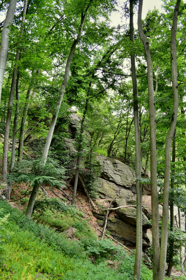 Im Herrenwald