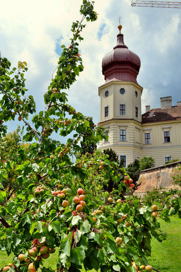 Im Marillengarten von Göttweig