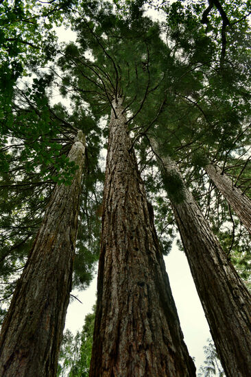 Mammutbäume im Arboretum von Göttweig