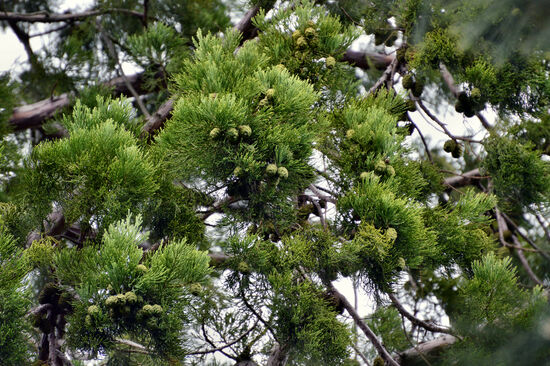 Im Arboretum von Göttweig