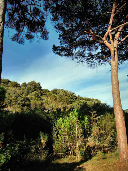 Im Pinienwald der Maremma
