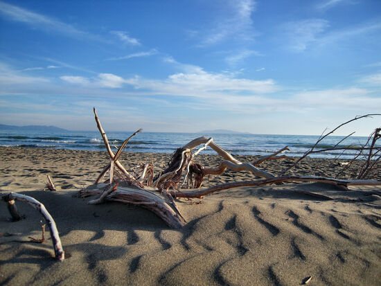Natürliches Kunstwerk am Strand der Maremma