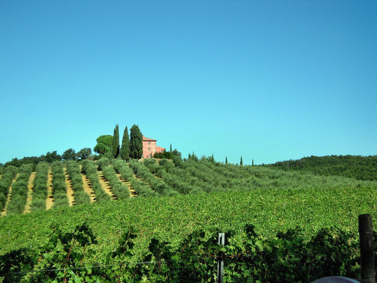 Blick über die Weinberge des "Civettaio"