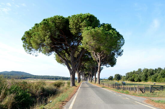 Schöne Pinienallee, weit weg von Touristenströmen und Superstrada