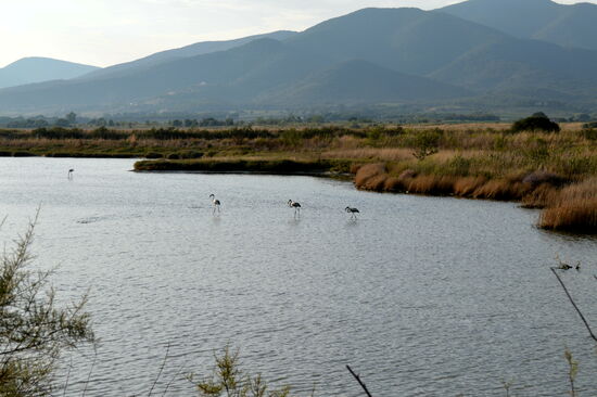 Flamingos im Naturschutzgebiet Diaccia Botrona