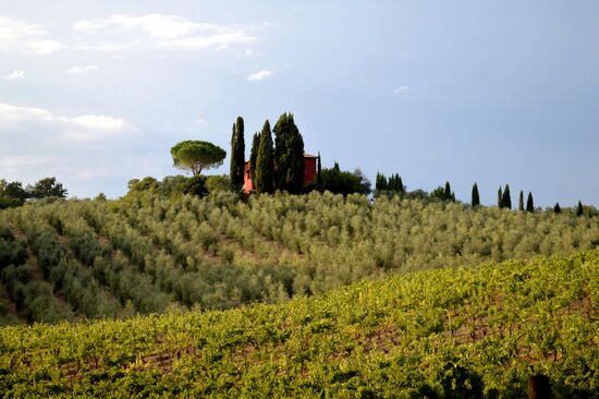 Blick über die Weinberge und Olivengärten des Civettaio