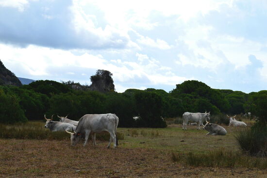 Maremma-Rinder an der Straße nach Marina di Alberese