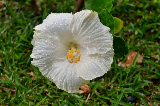 Noch vom Regen benetzt