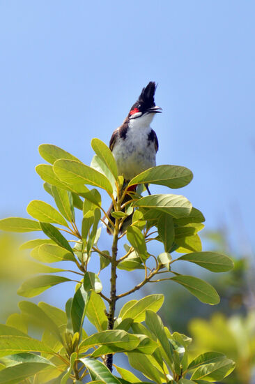 Rotohrbülbül am Chemin des Anglais