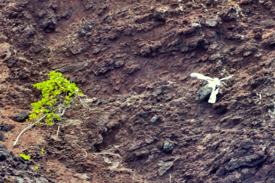 Weißschwanz-Tropikvogel