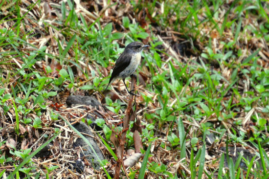Tec-Tec (oder korrekt Réunion-Schwarzkehlchen)