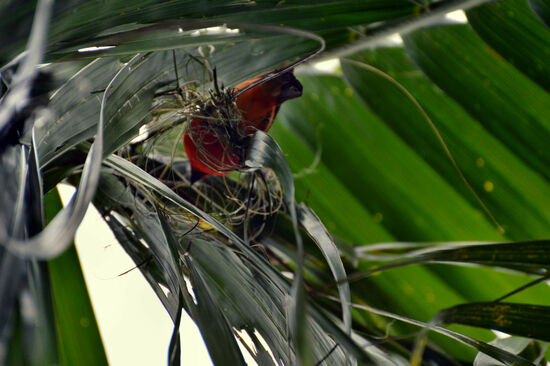 Madagaskar-Weber beim Nestbau