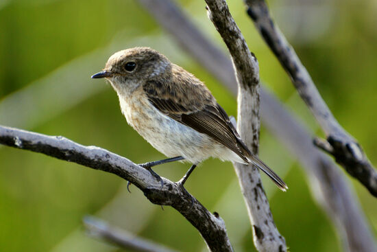 Tec-Tecs sind einfach nett