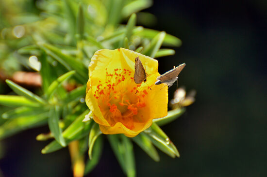 Blüte samt Besuchern am Weg